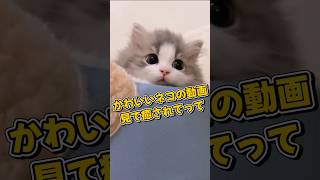 １分で癒やされるネコの動画5選#shorts #cat #cute #猫