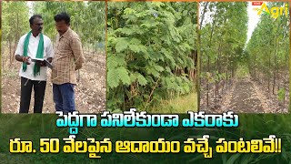 Subabul Plantation Profits | పెద్దగా పనిలేకుండా ఎకరాకు రూ.50వేల పైన ఆదాయం వచ్చే పంటలివే..! Tone Agri