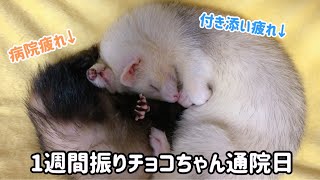 【フェレットのリンパ腫疑い】ステロイド治療開始から１週間後の通院【After the examination】ferret#279