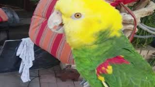 Parrot singing Happy Birthday