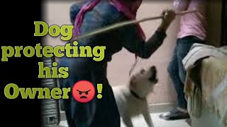 Loyal LABRADOR Dog Protects their Owner from any hurt😍- || BROWNI:THE LABRADOR 🐾