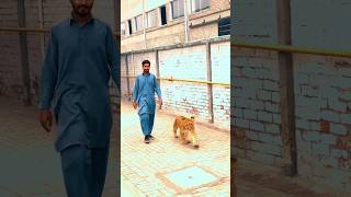 lion club in Pakistan and Simba 🐅🦁💢#animals #lovers #viral #shorts #video #1million #views #today