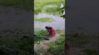 শেষ পাঠ।