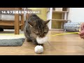 すぐキレる猫の「シャー！」をまとめてみた！