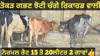 ਤੋਕੜ ਗਭਣ ਮੱਝ ਅਤੇ 15-20ਲੀਟਰ ਵਾਲੀਆ 2 ਵੈੜਆ ਵੀਕਾਓ। cows and Buffalo for sale/vadiya farm/5-5-24