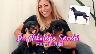 Γνωρίστε τα  Rottweiler!!  | Ροτβαιλερ ο Σκύλος φύλακας!