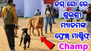 Odisha Dog Show 2022 Live Interaction with French Mastiff Champ with Owner Subhashree full video