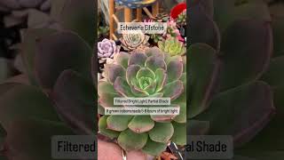 Useful Tips for Succulents | Echeveria Elfstone #succulents #succulent #plants