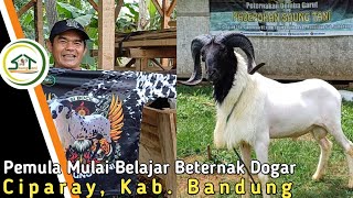 PAKET BREEDING UNTUK PEMULA BELAJAR TERNAK DOGAR KE CIPARAY BANDUNG