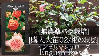 [無農薬バラ栽培]大苗購入02[ベランダガーデニング][つるバラ]Cultivation of organic roses on the balcony.