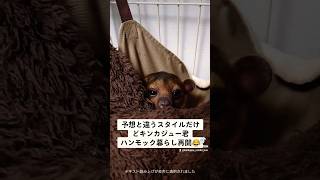 キンカジュー君ハンモック生活に戻る #kinkajou #animal #エキゾチックアニマル #pet #ハンモック