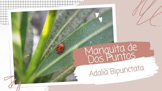 MARIQUITA de DOS puntos ( Adalia Bipunctata)