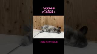 疲れたうさぎが寝るようです #うさぎ #アメリカンファジーロップ #かわいい