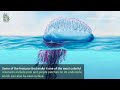 portuguese man o war wildlife documentary malayalam expression my gallery by veni