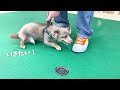 【奇跡】ドッグランを克服したビビリ犬とろろ！1年間ドッグランに通わせた成果は？