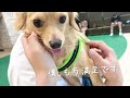 【奇跡】ドッグランを克服したビビリ犬とろろ！1年間ドッグランに通わせた成果は？