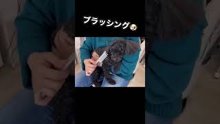 ブラッシングが大好きなトイプードル《かまちょトイプードル》#shorts #犬