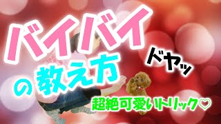 【トイプードル】超絶可愛いトリック♡「 バイバイ」の教え方3ステップ