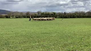 Lot 133: Jim-10.5.23- Farmers Mart Dolgellau Online Sheepdog Auction