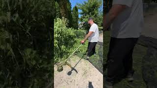 Trimming OVERGROWN Weeds | #shorts #lawn #lawncare