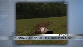 Mountain lion spotted in southeast Missouri