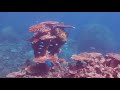 tranquil underwater snorkeling asmr u0026 ambience inspired by my octopus teacher