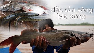 Trúng mánh toàn  Cá Khủng  trên dòng sông Mê Kông | Gấc Quê