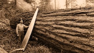 How America Cut Down 300-Year-Old Trees Before Chainsaws Existed