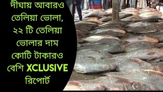 Digha। Telia Bhola Fish। ২২ টি মাছের দাম ১ কোটি টাকা। XCLUSIVE রিপোর্ট দেখুন। 1Crore Rupees ।