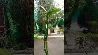 డ్రాగన్ ఫ్రూట్ చెట్టు🌵 dragon fruit plant #nurseryplant #gardening