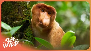 85 Million Years of Evolution: The Incredible World Of Monkeys