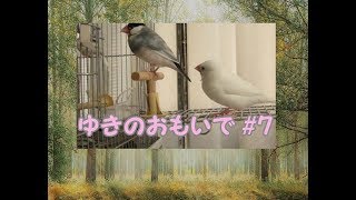 ゆきのおもいで7 文鳥の介護#122 　Memories. 8year old java sparrow.