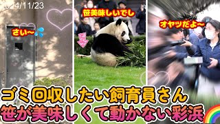 【彩浜】運動場にゴミが💦彩浜は笹が美味しくてウキウキ😊【パンダ】 panda