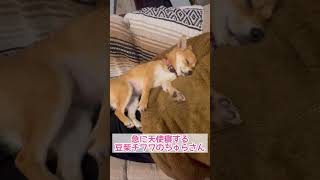 急に天使寝する豆柴チワワのちゅらさん #豆柴チワワ #柴チワ #豆柴 #dog #子犬 #shorts