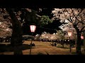 【日本三大夜桜】上越市高田公園夜桜散歩 what a beautiful sakura japan niigata takada cherry blossom