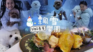 全港首個狗狗飄雪樂園☃️Teddy凍齡生日🥳❤️【小腳掌大世界🐾】