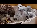 2020황조롱이육아16kestrel nesting16 앗~ 엄마 도와주세요 oh my mom please help me