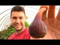 Our First Ripe Fig in the Fig Tree Orchard | Improved Celeste