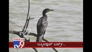 Beautiful Migratory Birds Start Arriving at Hebbal Lake at Bengaluru