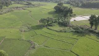 Free Footage : ท้องทุ่งนาสีเขียวในมุมสูง | Green fields, high angle view