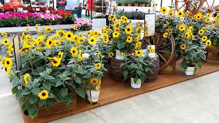 Garden Center Identity at Flower Trials 2018 - arredamento garden center