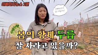 봄의 황제 두릅은 어디까지 자랐을까? | 아빠따라 좌충우돌 뉴스