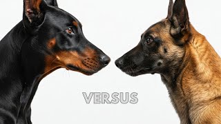 Doberman vs Belgian Malinois - Which Guard Dog is Right for You?
