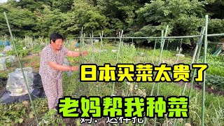 【日本生活】中國老媽來日本最大感受，吃菜成了奢望，為啥這地方菜這麼貴？