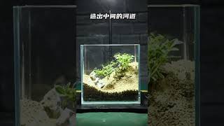 不想养鱼怎么办  #玻璃缸中的大自然 #生态微景观 #水草造景生态缸