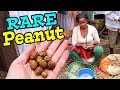 RARE PEANUT Species (Bambara Groundnut) - Amazing Plants