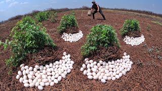 OMG - pick a lot of duck eggs in the forest pick by a farmer