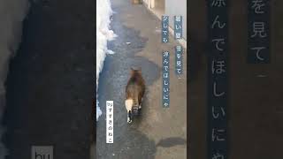 すすきのねこからの暑中見舞い