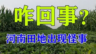 就在今天，实拍河南田地的真人真事，800亩花生出现怪事，来看看