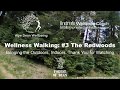 Wellness Walk #3, The Redwoods - Wellbeing Through Walking #withMe #ASMR